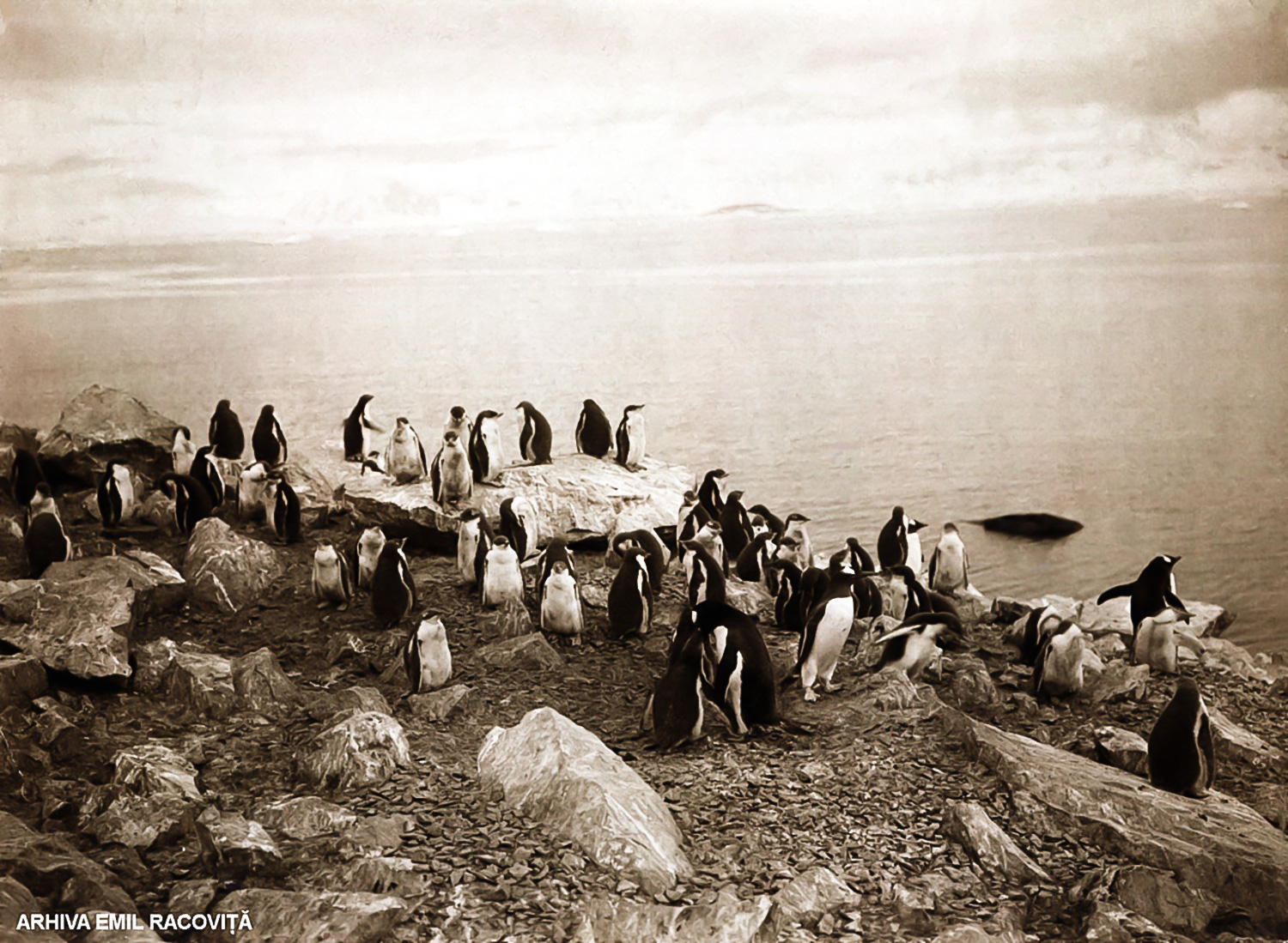 Colonie de pinguini papuani (<em>Pygoscelis papua</em>) (Foto E. Racoviţă).