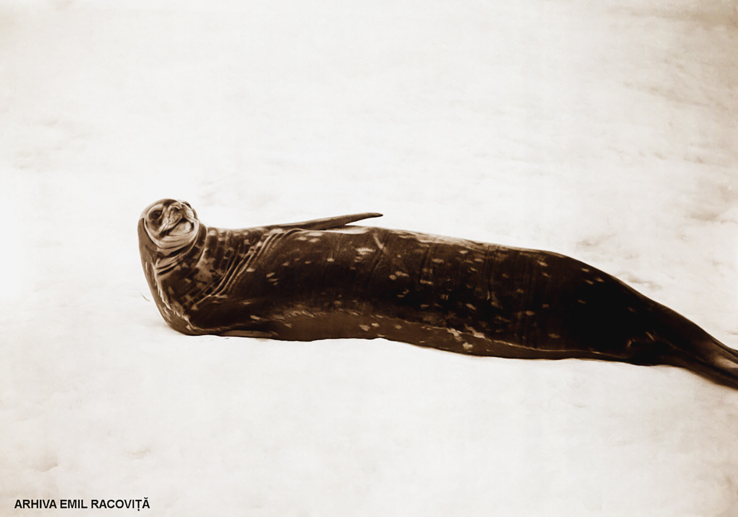 Foca lui Weddel (Leptonychotes weddeli) (Foto F. Cook).