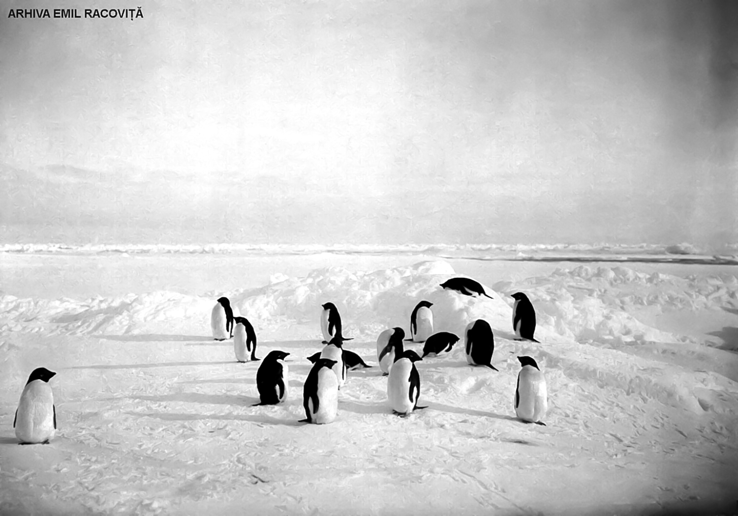 Grup de pinguini (<em>Pygoscelis adeliae</em>) în faza de năpârlire (Foto F. Cook).