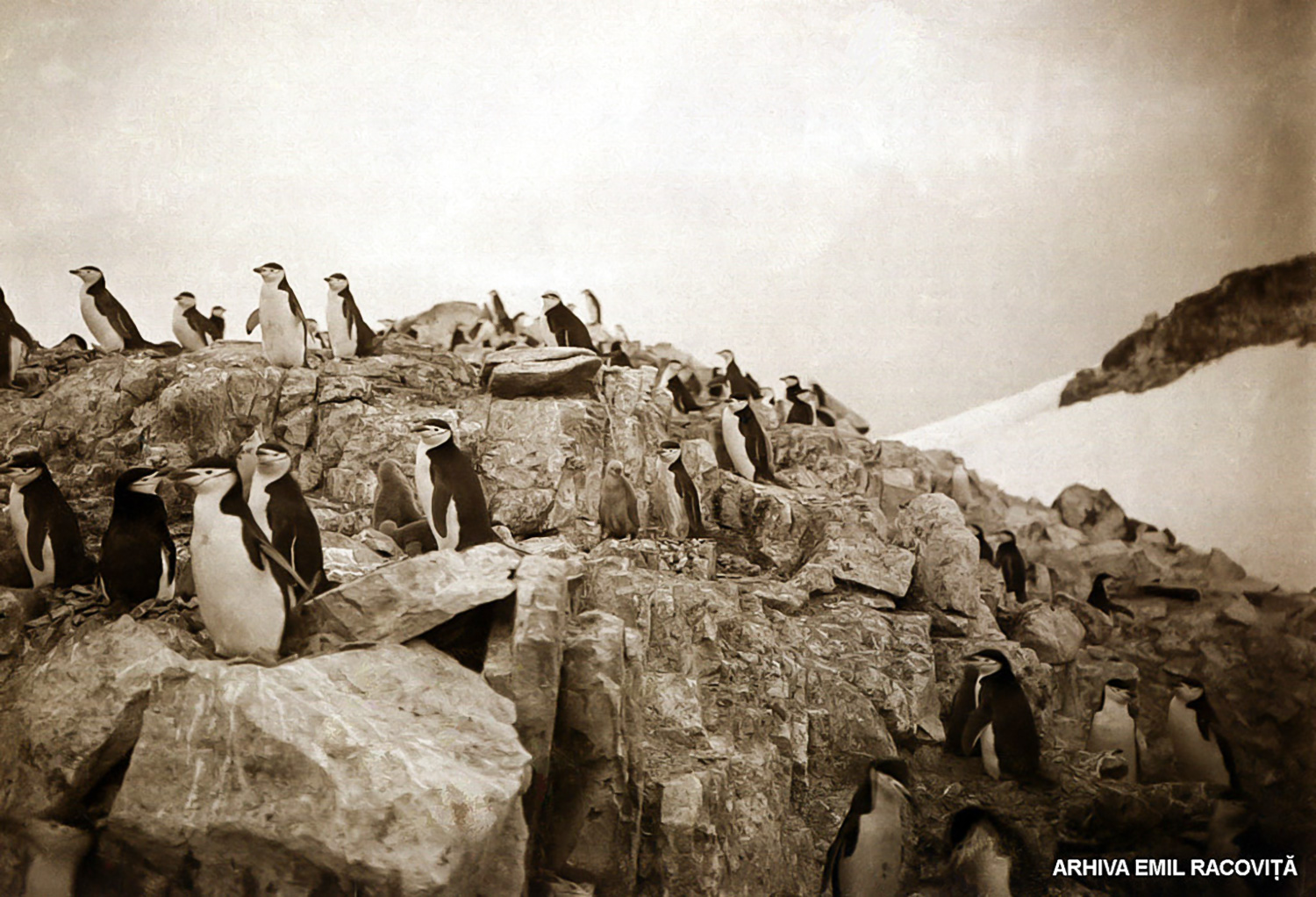 Colonie de pinguini pe ţărm.