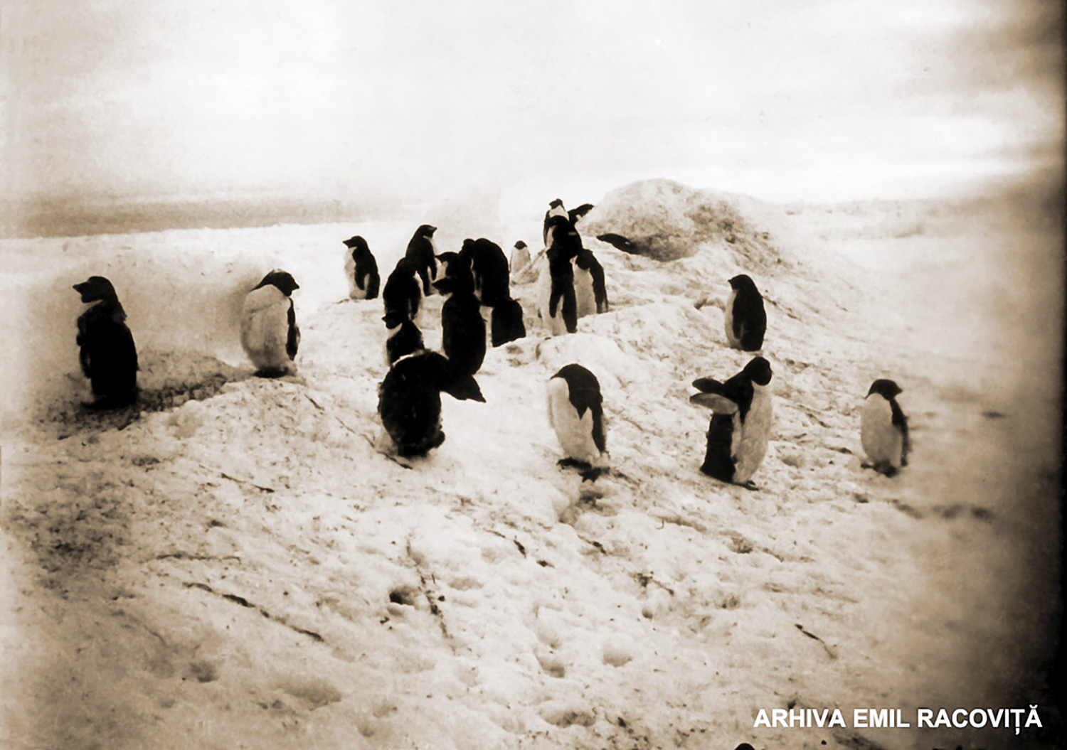 Ceată de pinguini la adăpostul unui dâmb de zăpadă (Foto F. Cook).