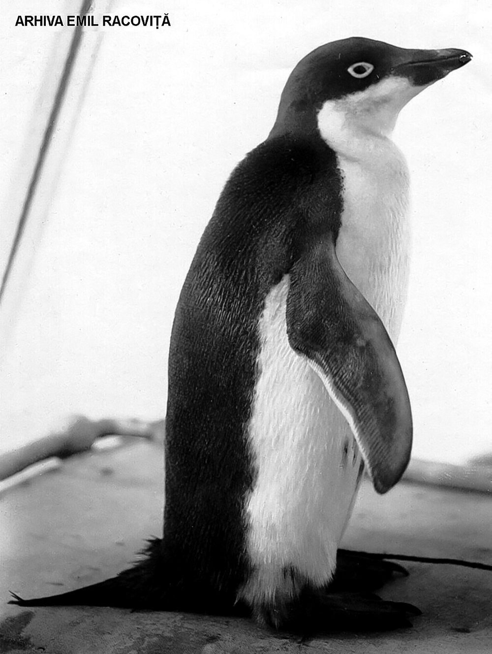 Pinguin din Ţara Adélie (<em>Pygoscelis adeliae</em>).