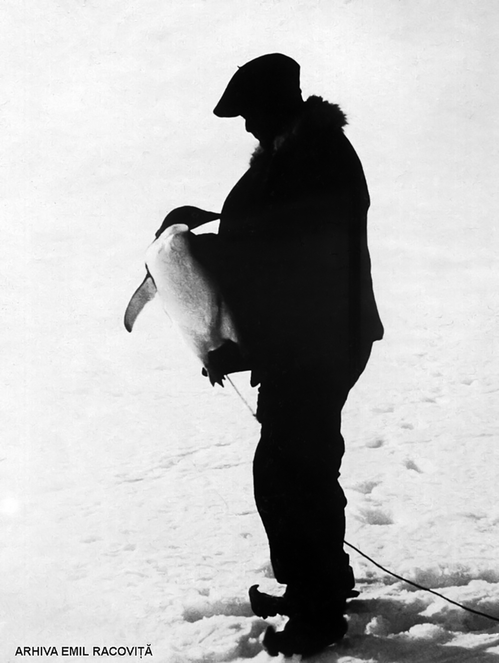 Emil Racoviţă în braţe cu un pinguin prins pe banchiză.